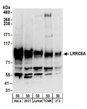Rabbit anti-LRRC8A Antibody, Affinity Purified