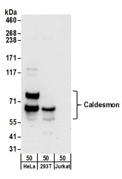 Rabbit anti-Caldesmon Antibody, Affinity Purified