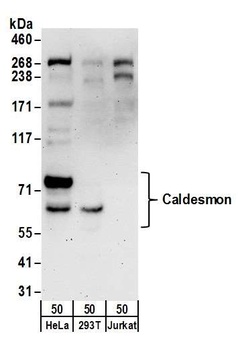 Rabbit anti-Caldesmon Antibody, Affinity Purified