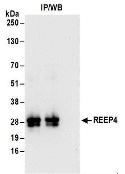 Rabbit anti-REEP4 Antibody, Affinity Purified