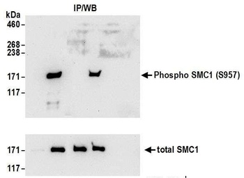 Rabbit anti-Phospho SMC1 (S957) Antibody, Affinity Purified