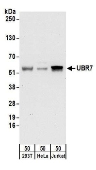 Rabbit anti-UBR7 Antibody, Affinity Purified