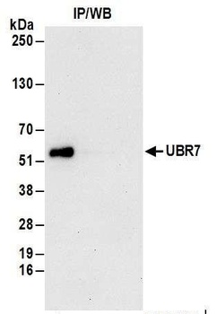Rabbit anti-UBR7 Antibody, Affinity Purified