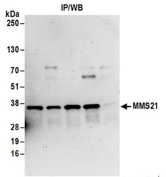 Rabbit anti-MMS21 Antibody, Affinity Purified