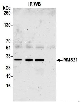 Rabbit anti-MMS21 Antibody, Affinity Purified