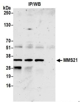 Rabbit anti-MMS21 Antibody, Affinity Purified