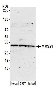 Rabbit anti-MMS21 Antibody, Affinity Purified