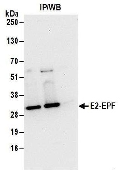Rabbit anti-E2-EPF Antibody, Affinity Purified