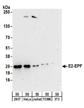 Rabbit anti-E2-EPF Antibody, Affinity Purified