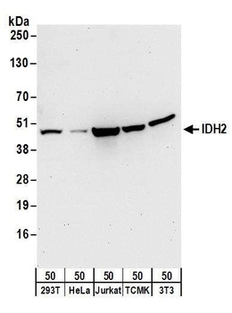 Rabbit anti-IDH2 Antibody, Affinity Purified