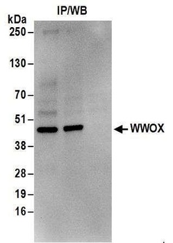 Rabbit anti-WWOX Antibody, Affinity Purified