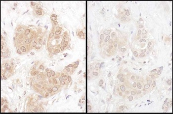 Rabbit anti-WWOX Antibody, Affinity Purified