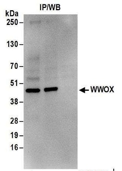 Rabbit anti-WWOX Antibody, Affinity Purified