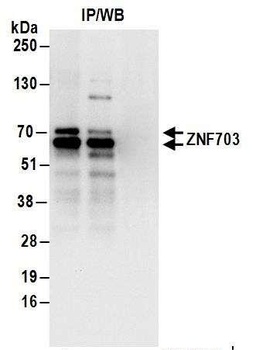 Rabbit anti-ZNF703 Antibody, Affinity Purified