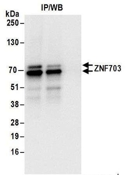 Rabbit anti-ZNF703 Antibody, Affinity Purified