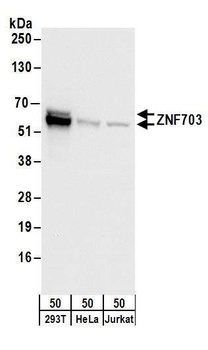 Rabbit anti-ZNF703 Antibody, Affinity Purified