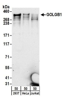 Rabbit anti-GOLGB1 Antibody, Affinity Purified