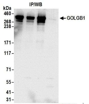 Rabbit anti-GOLGB1 Antibody, Affinity Purified