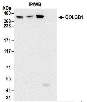 Rabbit anti-GOLGB1 Antibody, Affinity Purified