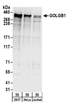 Rabbit anti-GOLGB1 Antibody, Affinity Purified