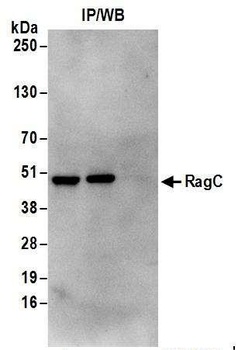 Rabbit anti-RRAGC/RagC Antibody, Affinity Purified
