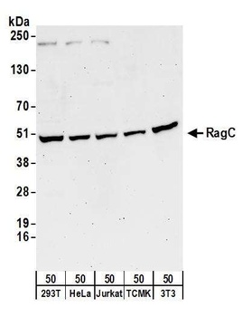 Rabbit anti-RRAGC/RagC Antibody, Affinity Purified