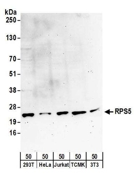 Rabbit anti-RPS5 Antibody, Affinity Purified