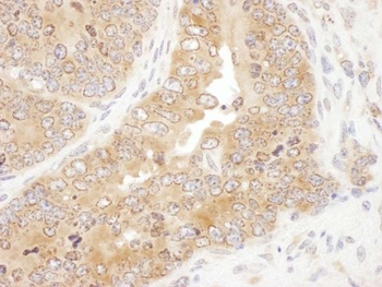 Rabbit anti-RPS5 Antibody, Affinity Purified
