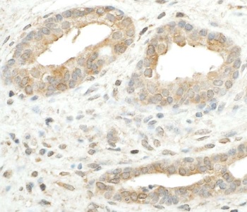 Rabbit anti-RPS5 Antibody, Affinity Purified