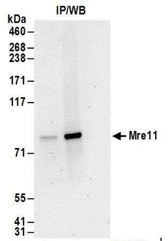 Rabbit anti-Mre11 Antibody, Affinity Purified