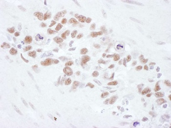 Rabbit anti-Mre11 Antibody, Affinity Purified