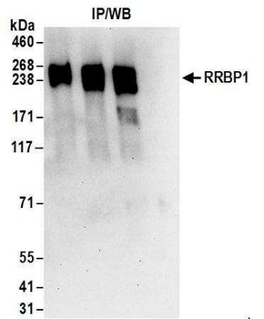 Rabbit anti-RRBP1 Antibody, Affinity Purified