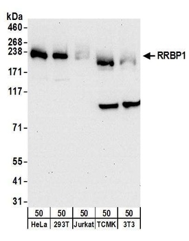 Rabbit anti-RRBP1 Antibody, Affinity Purified