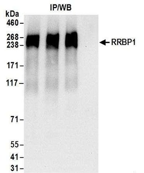 Rabbit anti-RRBP1 Antibody, Affinity Purified