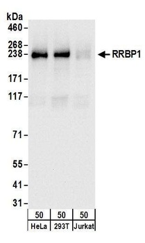 Rabbit anti-RRBP1 Antibody, Affinity Purified
