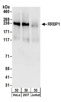 Rabbit anti-RRBP1 Antibody, Affinity Purified