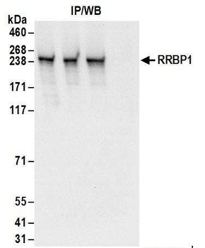 Rabbit anti-RRBP1 Antibody, Affinity Purified