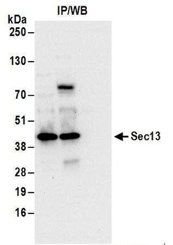 Rabbit anti-Sec13 Antibody, Affinity Purified