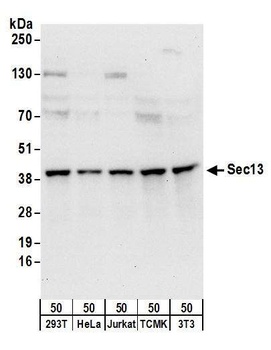Rabbit anti-Sec13 Antibody, Affinity Purified