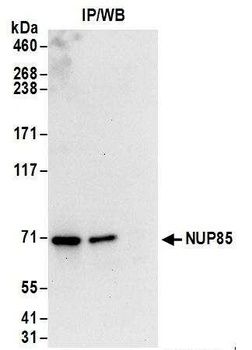 Rabbit anti-NUP85 Antibody, Affinity Purified