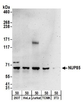 Rabbit anti-NUP85 Antibody, Affinity Purified