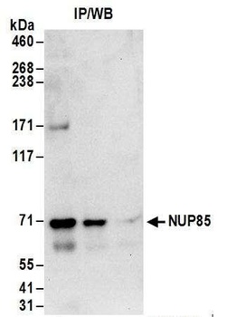 Rabbit anti-NUP85 Antibody, Affinity Purified