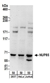 Rabbit anti-NUP85 Antibody, Affinity Purified