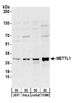 Rabbit anti-METTL1 Antibody, Affinity Purified