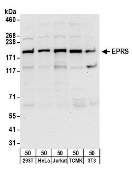 Rabbit anti-EPRS Antibody, Affinity Purified
