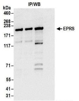Rabbit anti-EPRS Antibody, Affinity Purified