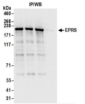 Rabbit anti-EPRS Antibody, Affinity Purified