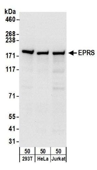 Rabbit anti-EPRS Antibody, Affinity Purified