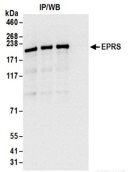 Rabbit anti-EPRS Antibody, Affinity Purified