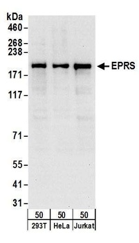 Rabbit anti-EPRS Antibody, Affinity Purified